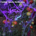 Portable UV Flashlight for Pets and DIY Use