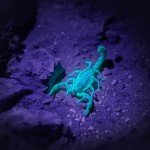 2 Pack UV Black Light Flashlight - Mini Pen Light