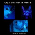 2 Pack Mini UV Penlight Flashlights - Handy & Bright