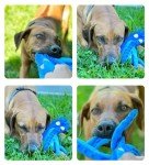 Interactive Plush Octopus Toy for Pets