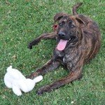 Vermont Fleece Rabbit Dog Toy - Squeaky Plush