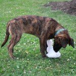 Vermont Fleece Rabbit Dog Toy - Squeaky Plush