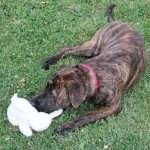 Vermont Fleece Rabbit Dog Toy - Squeaky Plush