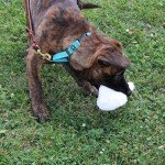 Vermont Fleece Rabbit Dog Toy - Squeaky Plush