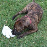 Vermont Fleece Rabbit Dog Toy - Squeaky Plush