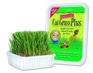Indoor Cat Grass Growing Kit for Cats