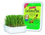 Indoor Cat Grass Growing Kit for Cats