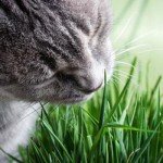 Indoor Cat Grass Growing Kit for Cats