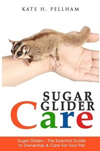 Sugar Glider Care: Your Essential Ownership Guide