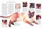 Essential Cat Care Guide for Happy Felines