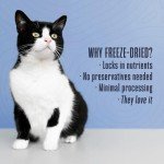 Freeze-Dried Chicken Cat Treats - 1 oz