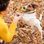 Chew Proof Heavy Duty Dog Leash under $10