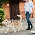 Chew Proof Heavy Duty Dog Leash under $10