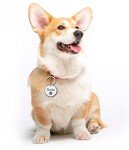 Personalized Engraved Pet ID Tags - Under $10