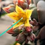 100Pcs Vegetable Pollination Tool Set for Gardens