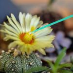 100Pcs Vegetable Pollination Tool Set for Gardens