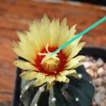 100Pcs Vegetable Pollination Tool Set for Gardens