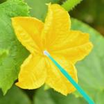 100Pcs Vegetable Pollination Tool Set for Gardens