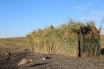 Ducks Unlimited Alpha Hunting Blind - Tan