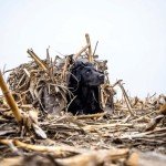 Dakota Decoy X-Series Deluxe Layout Blind