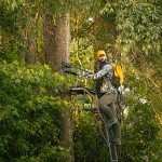 Rivers Edge 2-Man 18' Ladder Stand, Black