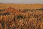 Avery Outdoors Killerweed Cattail Hunting Blind