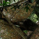 WINWAY Camo Burlap Mesh Fabric for Hunting Blinds