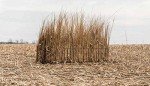 Lucky Duck Brown 2X4 Hunting Blind