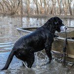Momarsh Foldable Dog Ramp for Hunting & Training