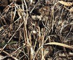 Realtree Max-7 Camo 600D Water-Resistant Fabric