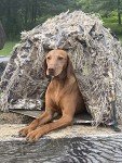 Wetland Camouflage Dog Blind for Hunting Dogs