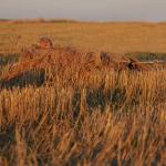 Avery Killerweed Singles Concealment Kit for Blinds