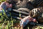BOG FieldPod Hunting Rest with Maximum Shooting Stability, Durable Construction, Adjustable Legs, Non-Marring Hands-Free Gun Rest, Tilting Frame, and Tension Knobs for Hunting, Shooting, and Outdoors