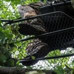 Big Game Captain XC Hang-On Treestand with Seat