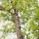 Hawk Helium Ultra Lite Lightweight Hunting Tree Stand