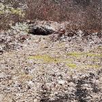 LOOGU Camouflage Netting for Hunting and Camping