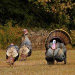 Lenotos 3-Panel Pop Up Ground Blind, Easy-Setup Hunting Blind for Deer, Turkey, Duck - Dry Grass Camo(A-1004)