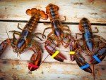 Fresh Maine Lobster - 1.20-1.50 lbs Each