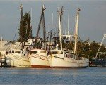 Key West Jumbo Pink Shrimp - Wild Caught