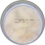 Pontchartrain Blue Crab Jumbo Lump Meat, 8 oz