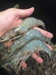 Jumbo Florida Gulf Shrimp, Shell-on, 2 lbs