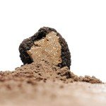 Sabatino Tartufi Gourmet Truffle Zest Seasoning