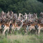 Gourmet Venison Sea Salt & Pepper Bars, 12 ct