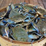Half Dozen Steamed Female Maryland Blue Crabs