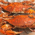 Jumbo Maryland Blue Crabs - Extra Large Jimmys