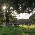 Epic Provisions Keto Protein Bars with Salt & Pepper