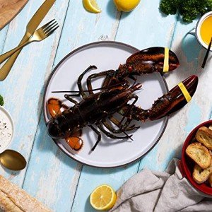 6 Pack of 1.5 lb Fresh Maine Lobsters