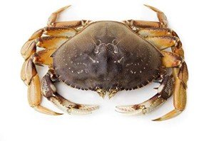 Fresh Live Dungeness Crab - 8 lbs