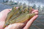 Jumbo Royal White EZ-Peel Shrimp 6 lbs