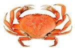 Whole Cooked Dungeness Crab (4 Pack)